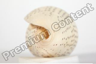 Seashell 0035